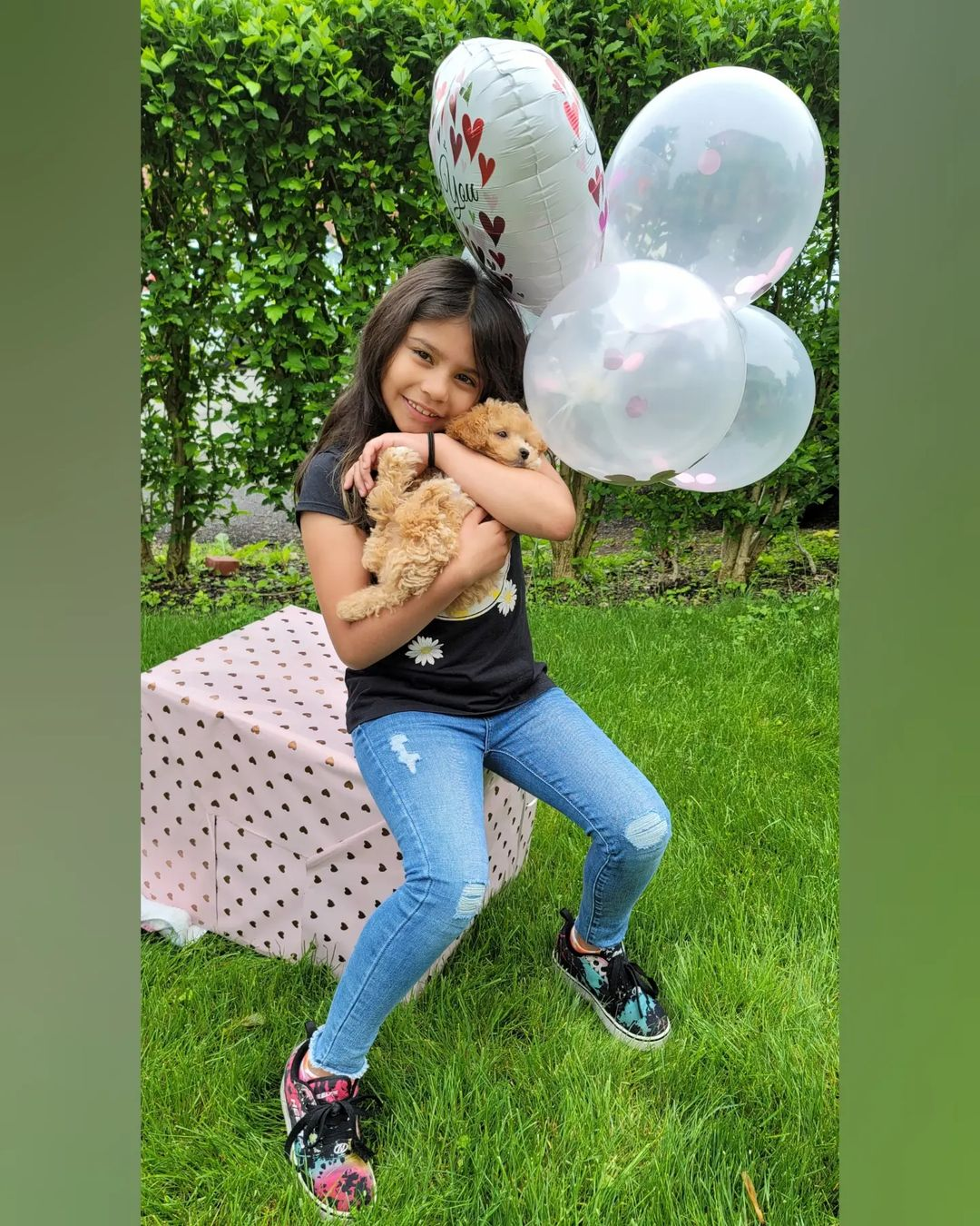 Maltipoo Puppy for Adoption