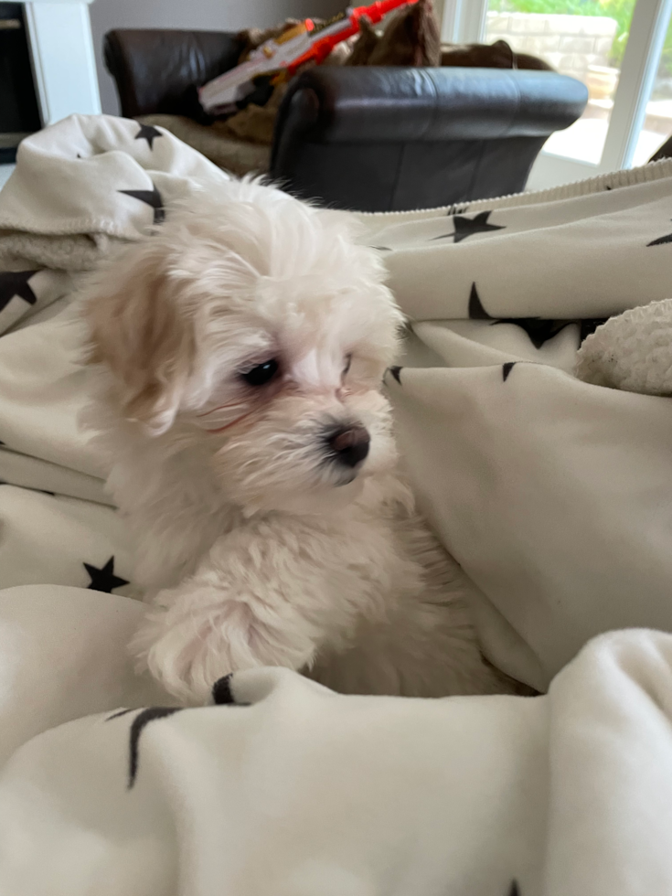 Little Maltese Poodle Poodle Mix Pup