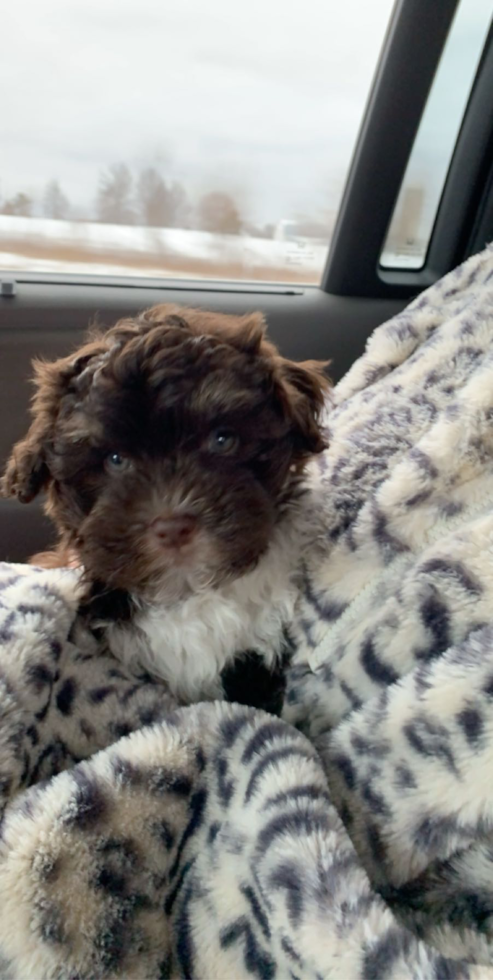 Hypoallergenic Havanese Purebred Pup