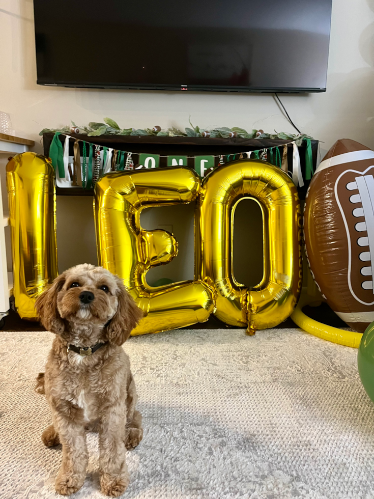 Cavapoo Pup