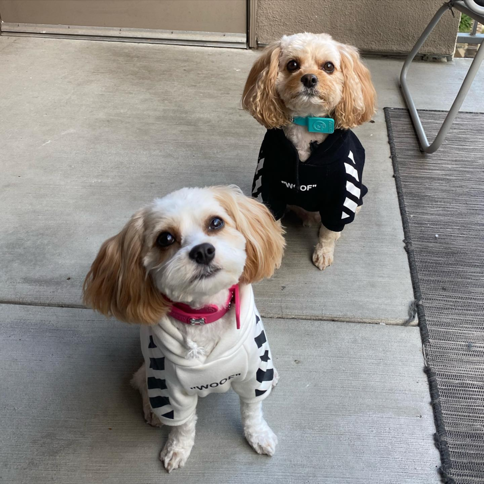 Popular Cavachon Designer Pup