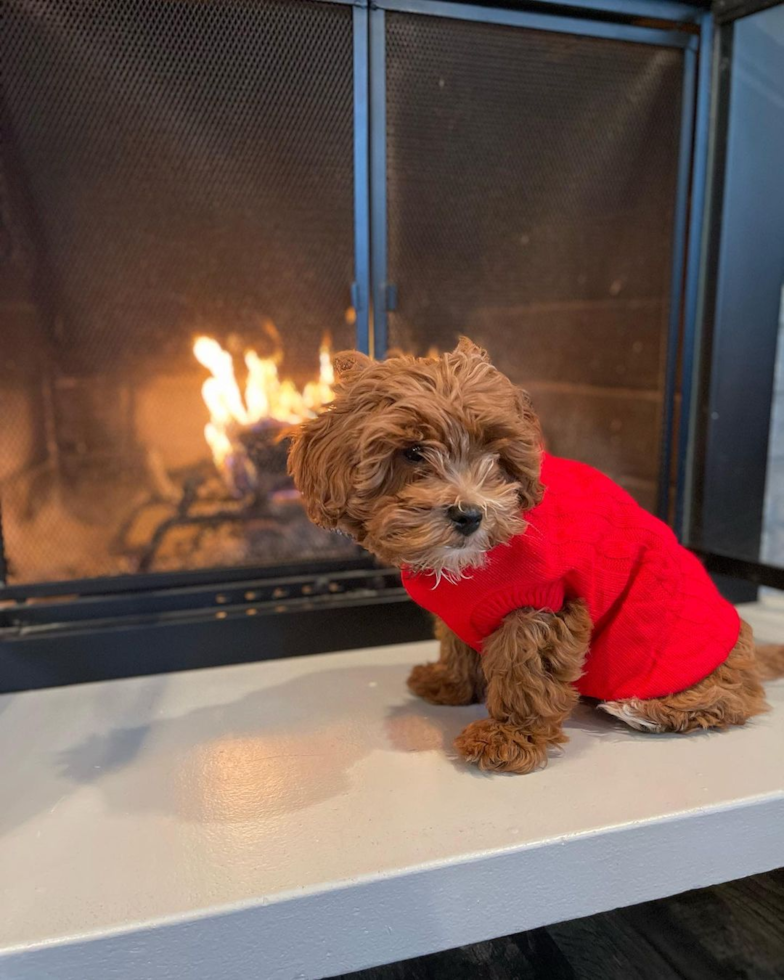 Playful Cavoodle Poodle Mix Pup