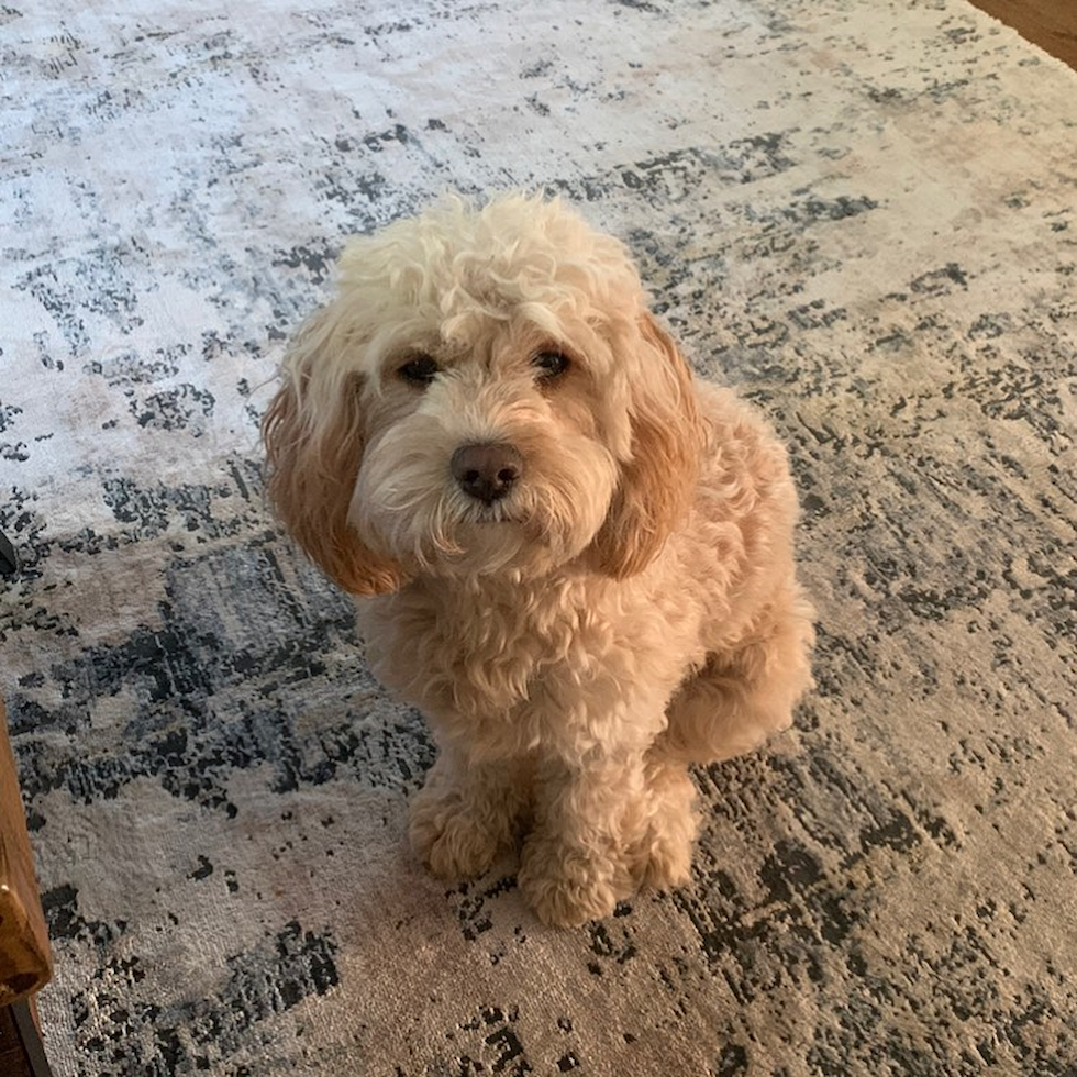 Happy Cavapoo Pup in Wilmington MA