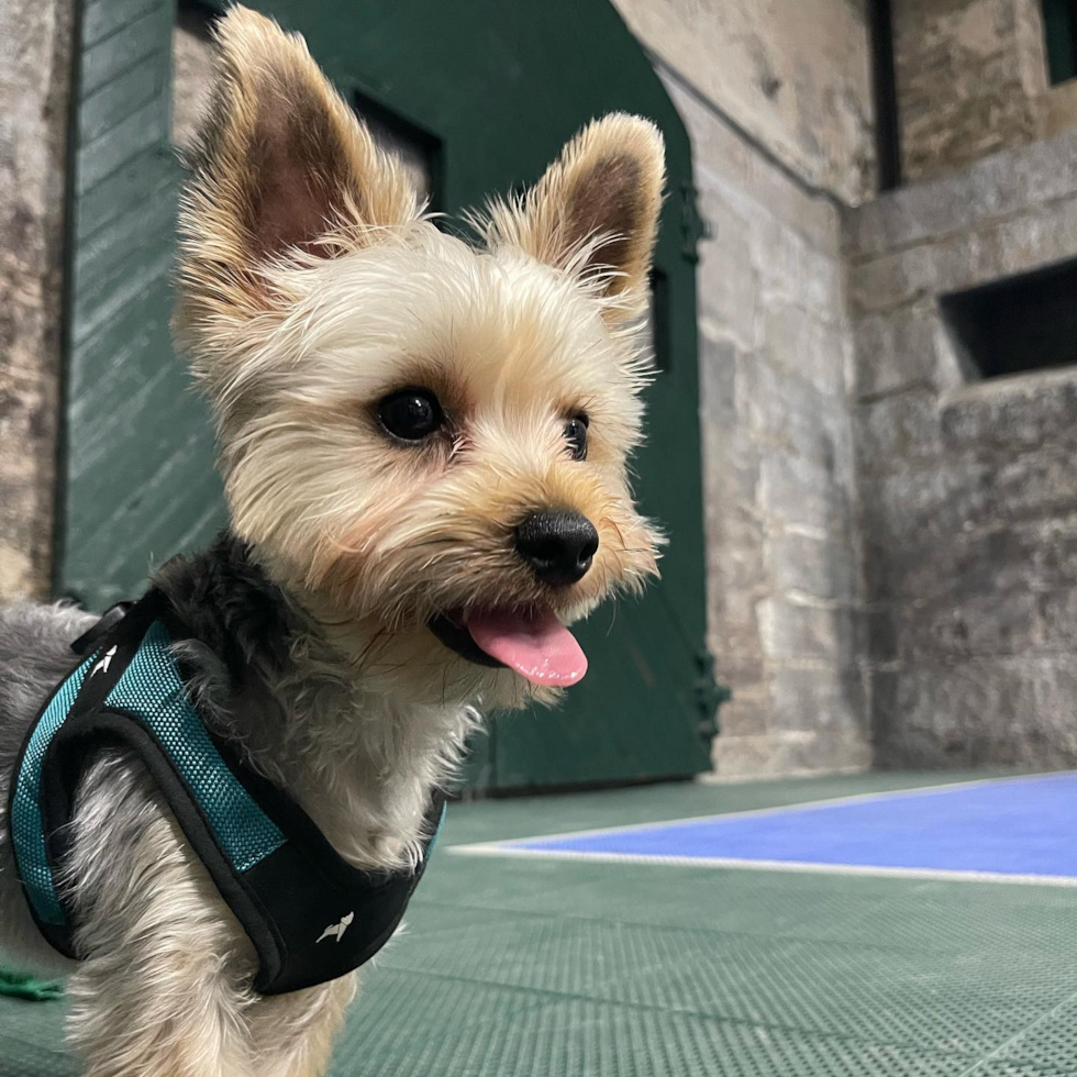 Smart Yorkie Purebred Pup