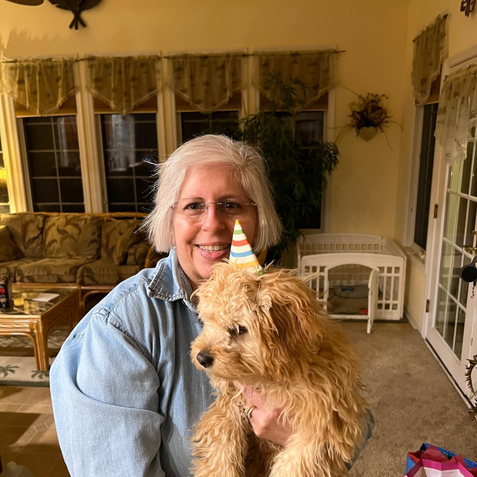 Fluffy Cavapoo Poodle Mix Pup