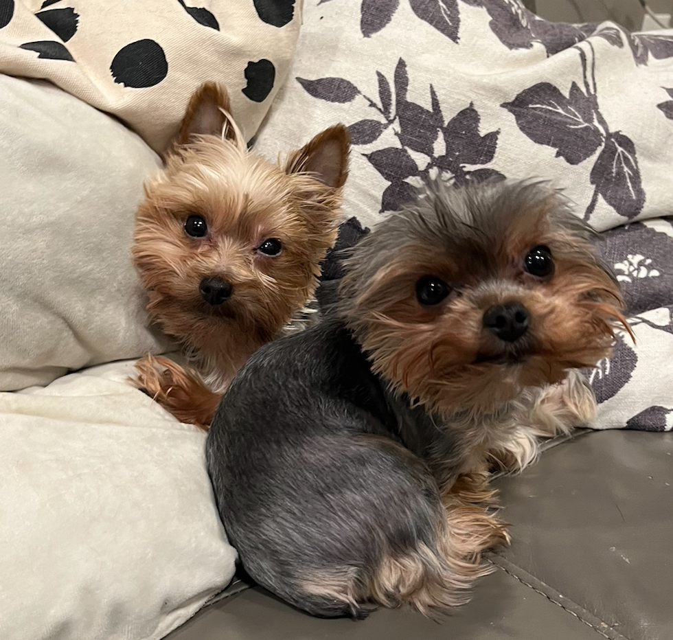 Happy Yorkshire Terrier Pup in