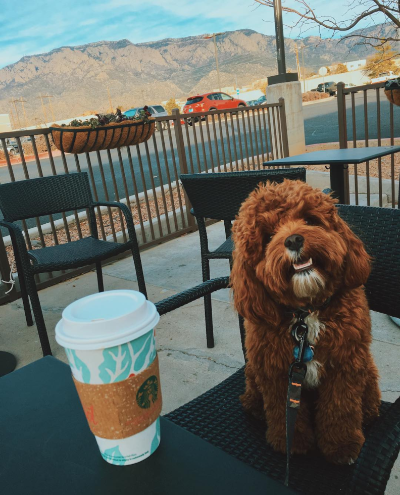 Albuquerque Cavapoo Pup