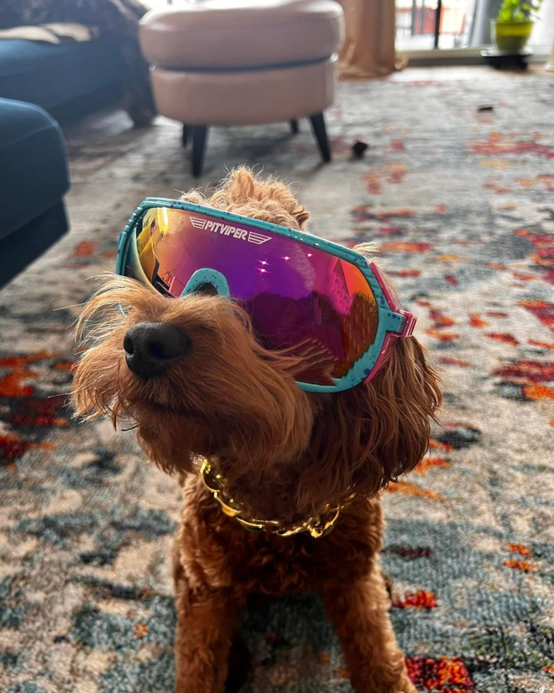 Friendly Cavapoo Pup in Cheyenne WY