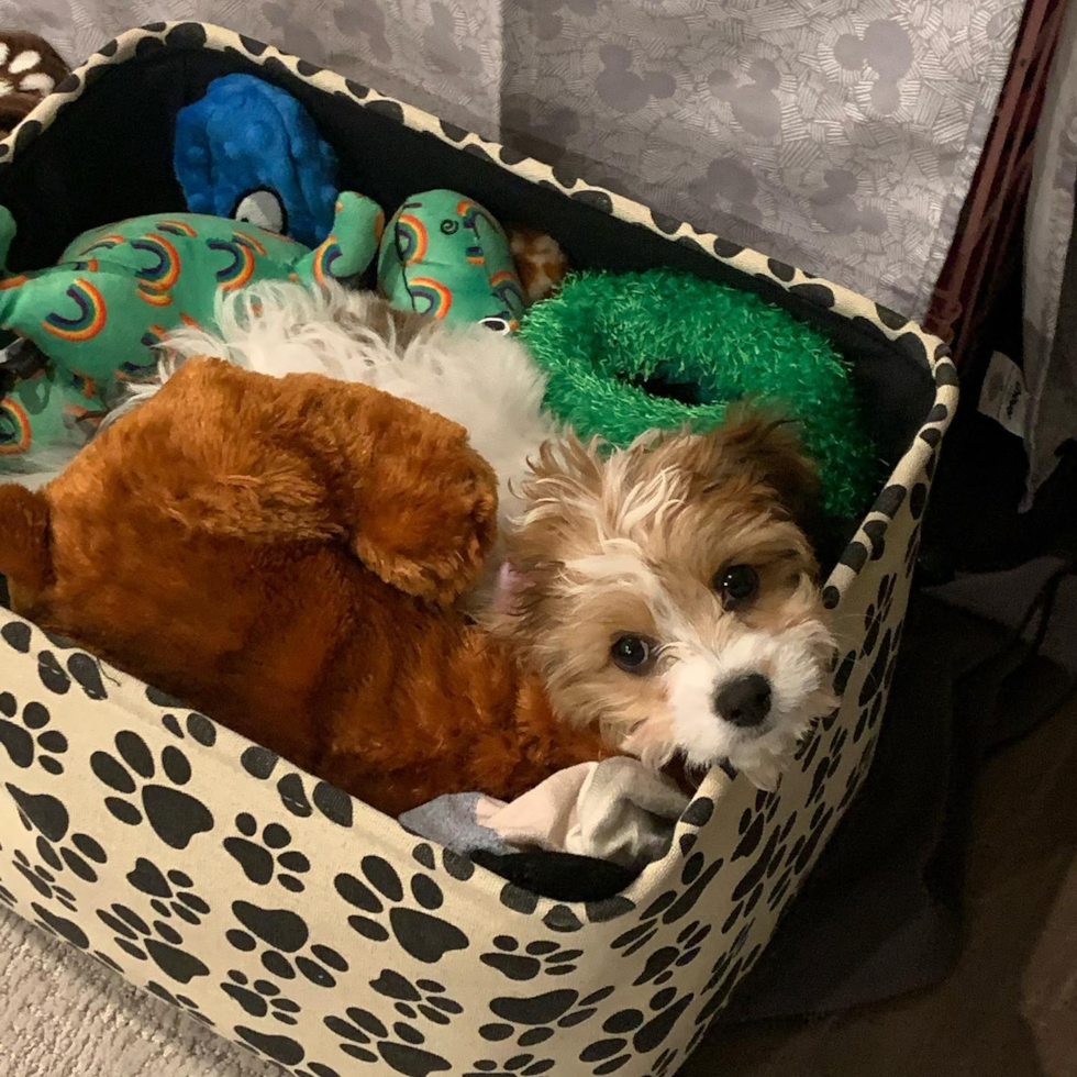 Lathrop Cavachon Pup