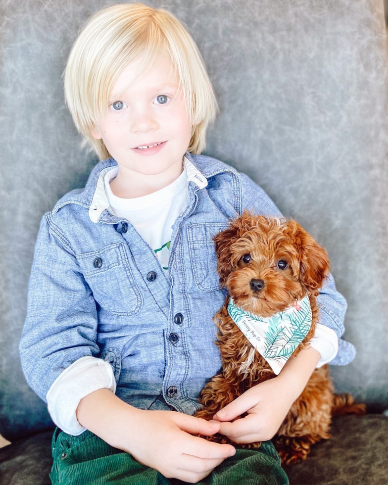 Ogden Cavapoo Pup