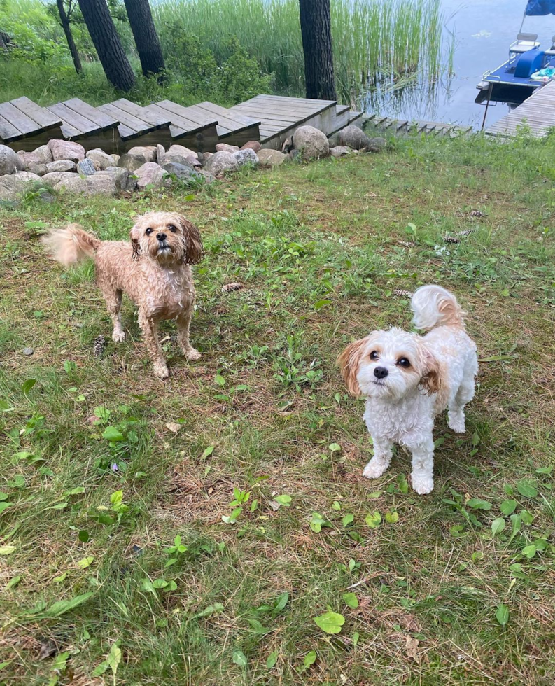 Funny Cavachon Designer Pup