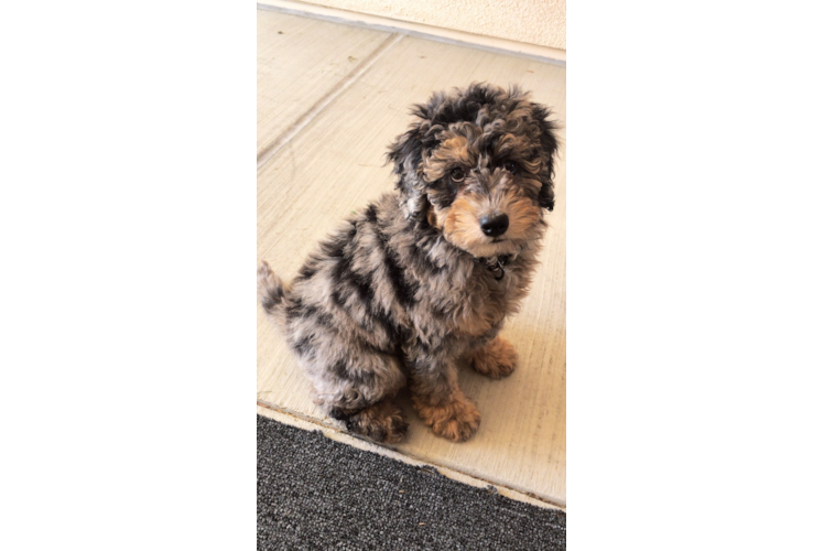 Mini Sheepadoodle Pup Being Cute