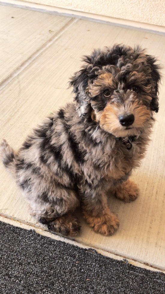 Smart Mini Sheepadoodle Poodle Mix Pup