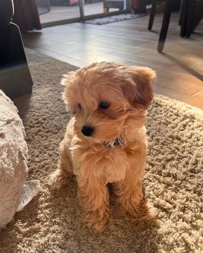 Friendly Maltipoo Pup