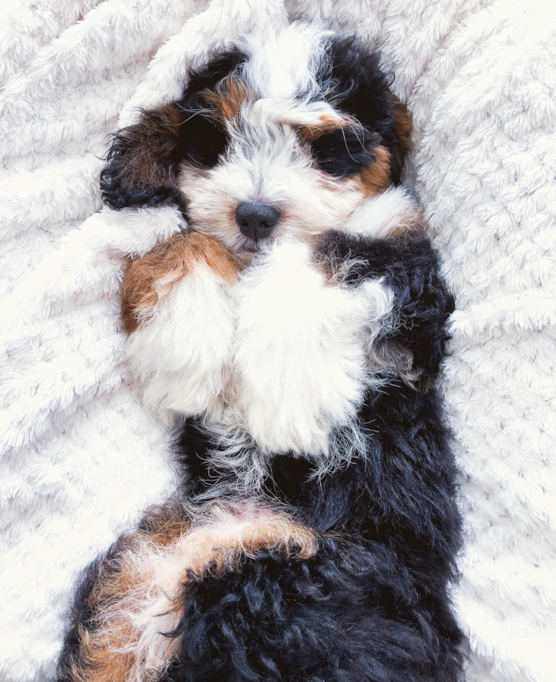 BLOOMFIELD HILLS Mini Bernedoodle Pup