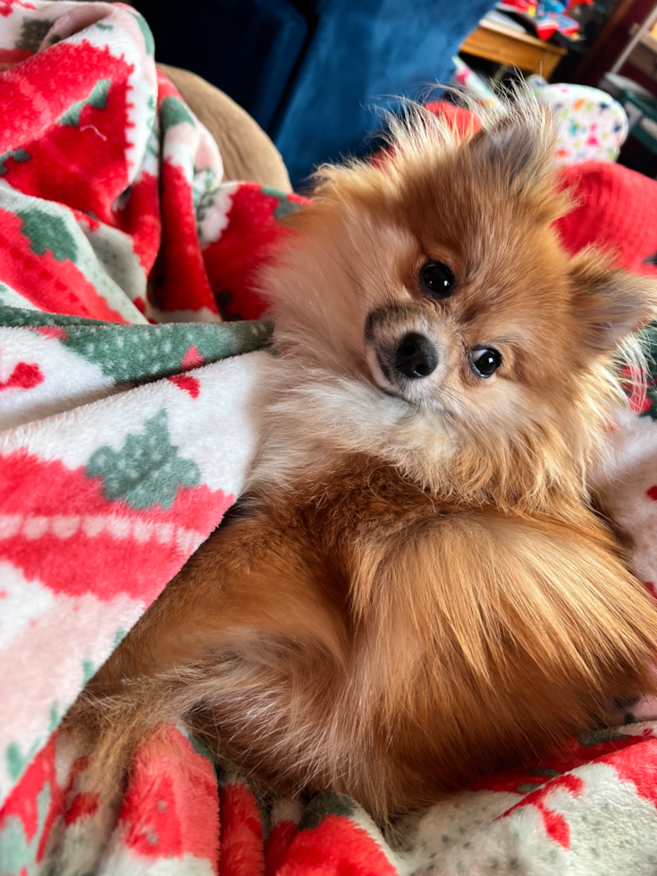 Adorable Dwarf Spitz Purebred Pup