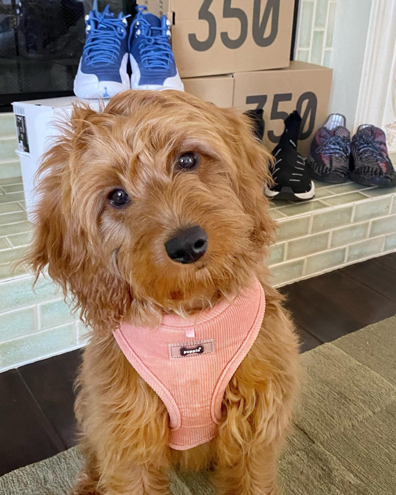 Friendly Mini Goldendoodle Pup in Glendale CA