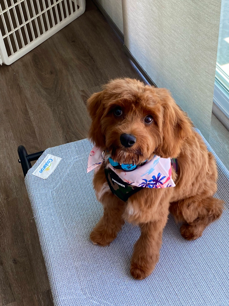 Little Cavoodle Poodle Mix Pup