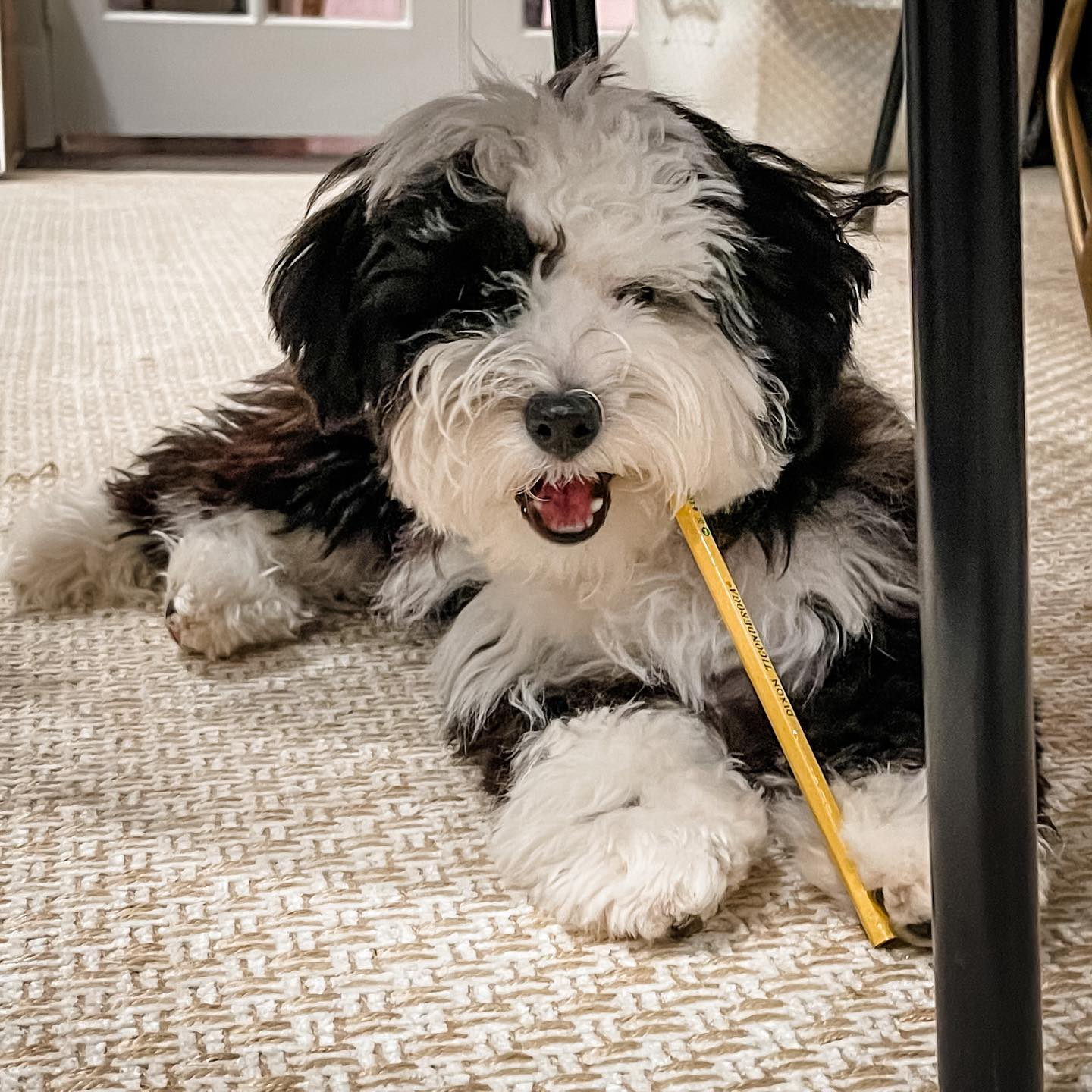 Mini Sheepadoodle Pup Being Cute
