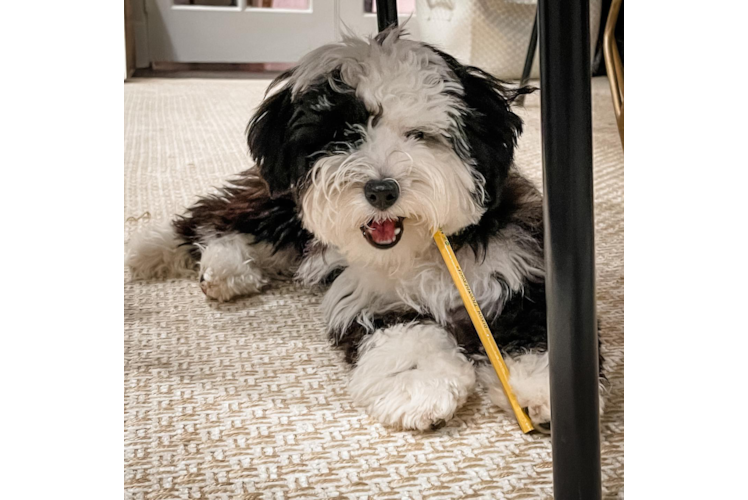 Mini Sheepadoodle Pup Being Cute