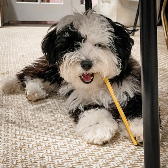 Friendly Mini Sheepadoodle Pup in Princeton NJ