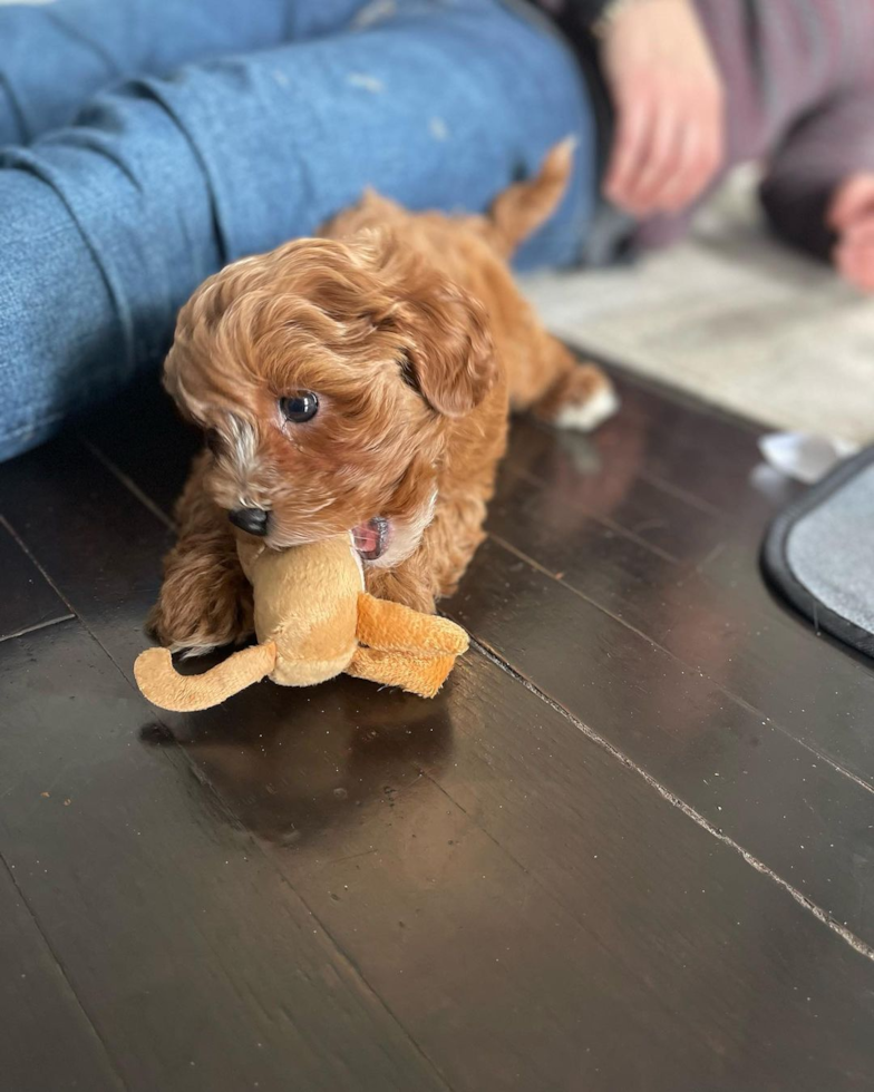 Cavapoo Being Cute