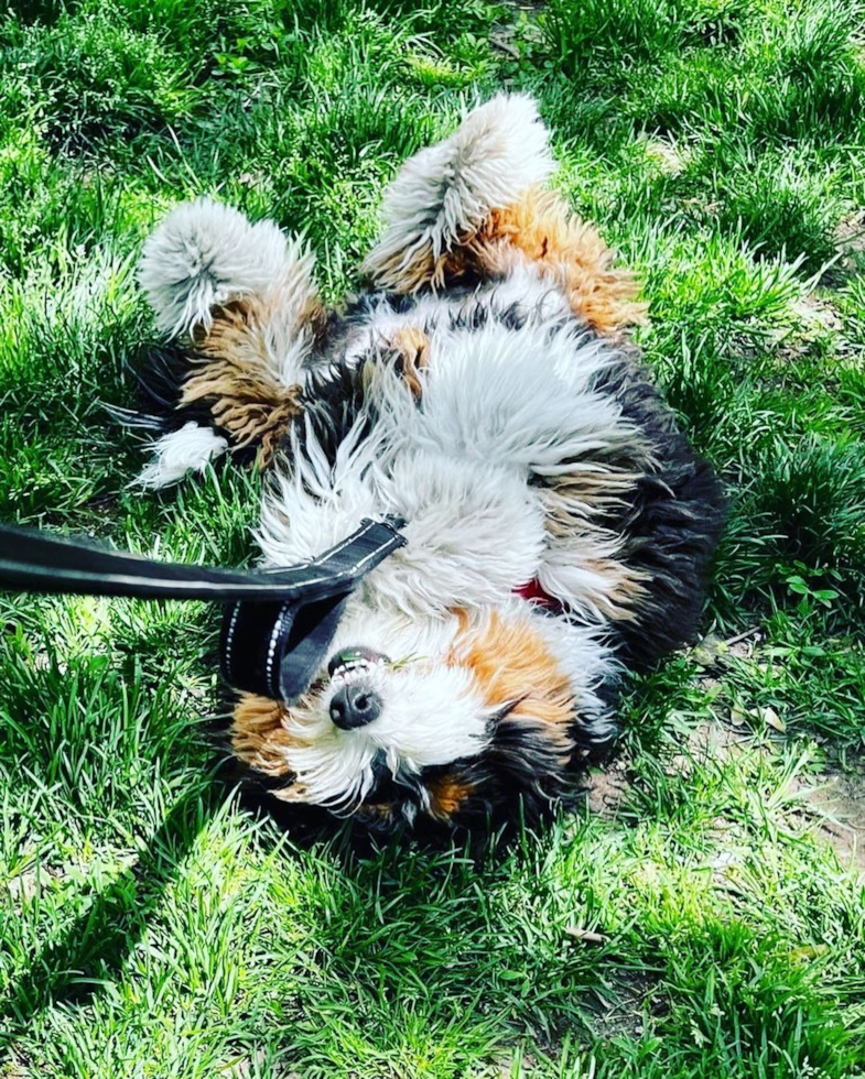 Energetic Bernadoodle Poodle Mix Pup