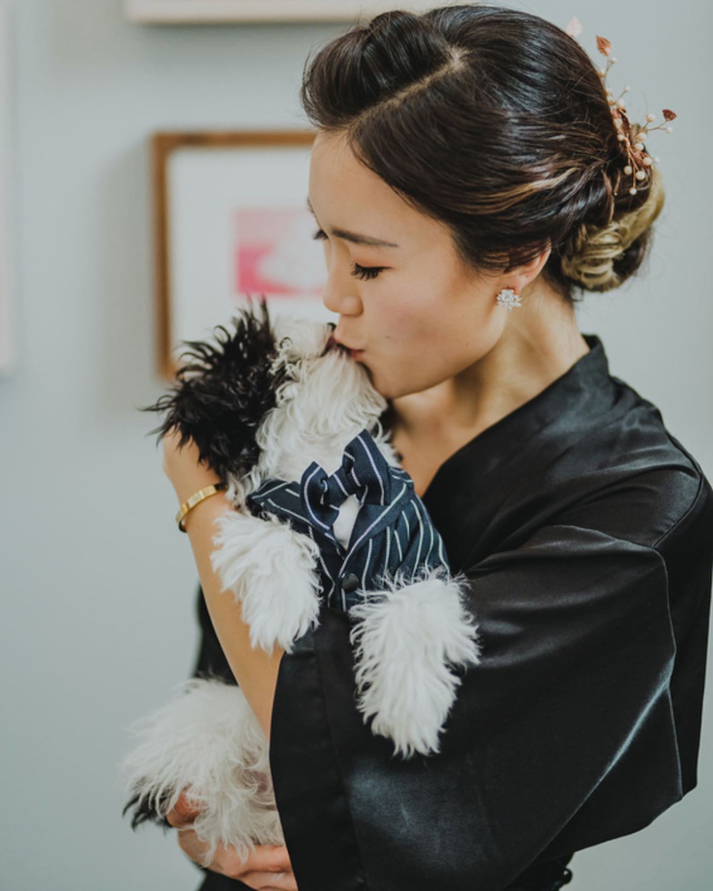 Petite Havanese Pup in New York NY