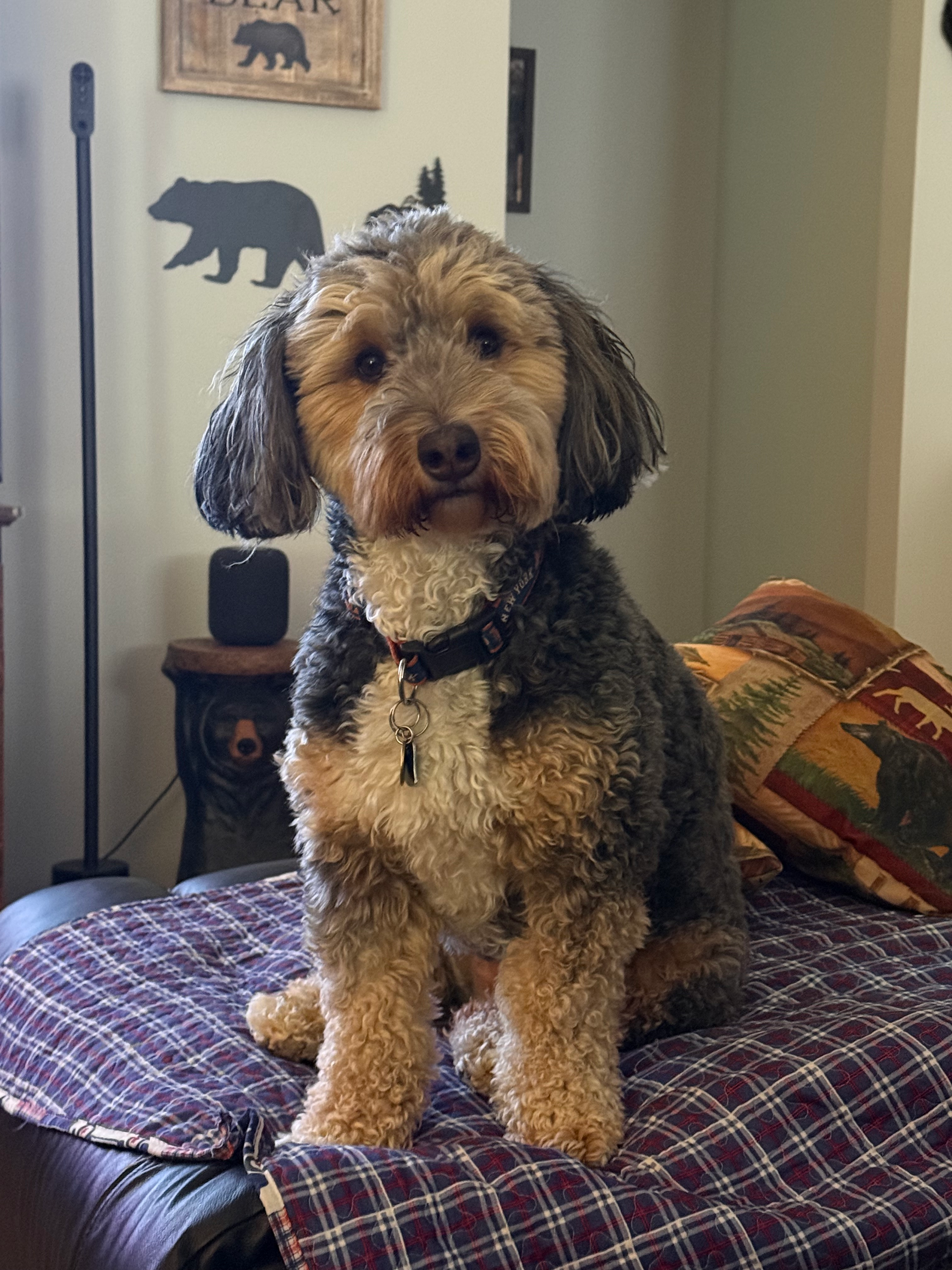 Friendly Mini Bernedoodle Baby