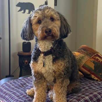 Mini Bernedoodle Pup