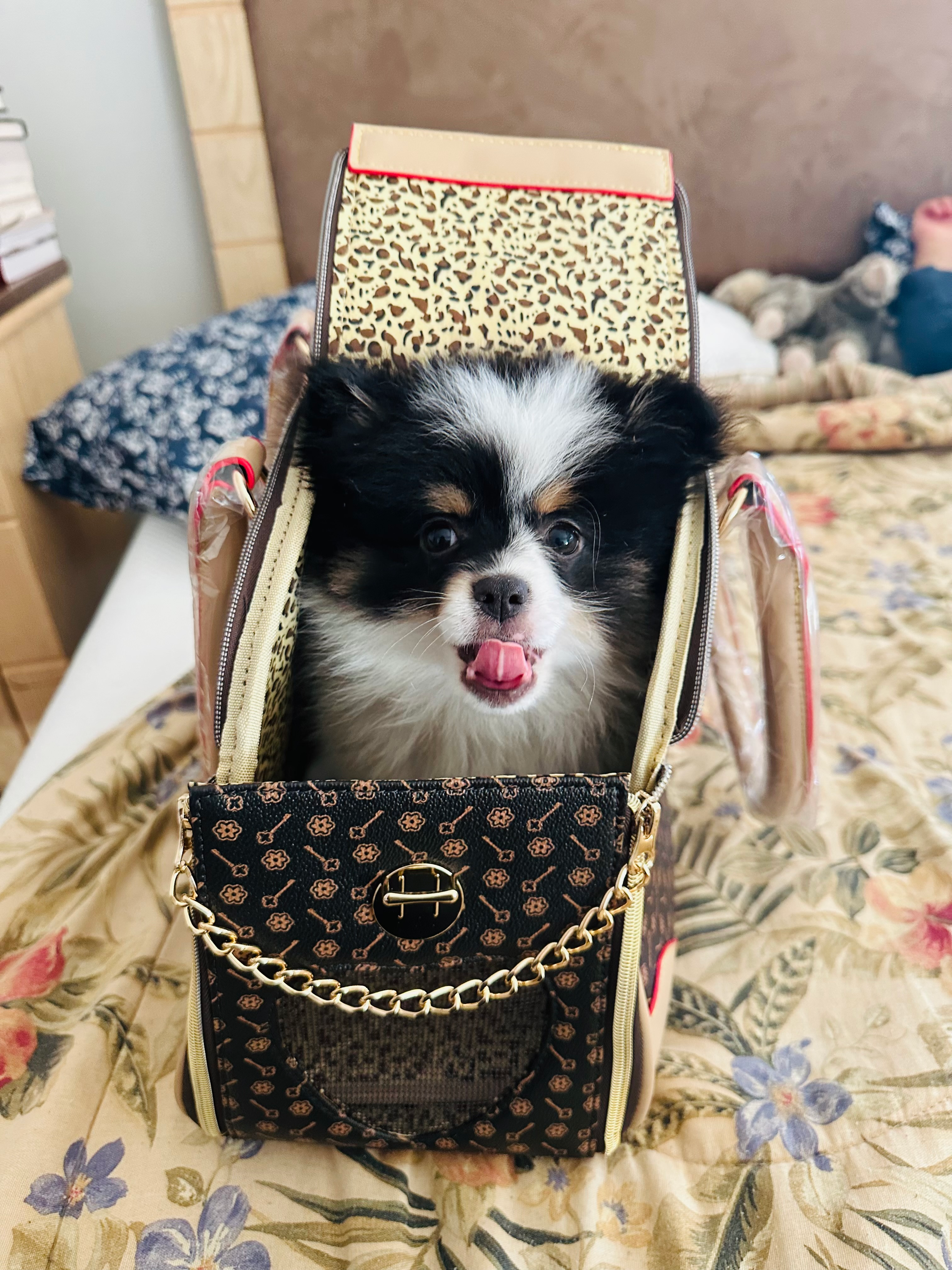 Little Pomeranian Purebred Pup