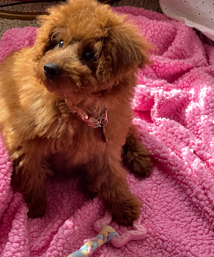 Hypoallergenic Golden Retriever Poodle Mix Pup