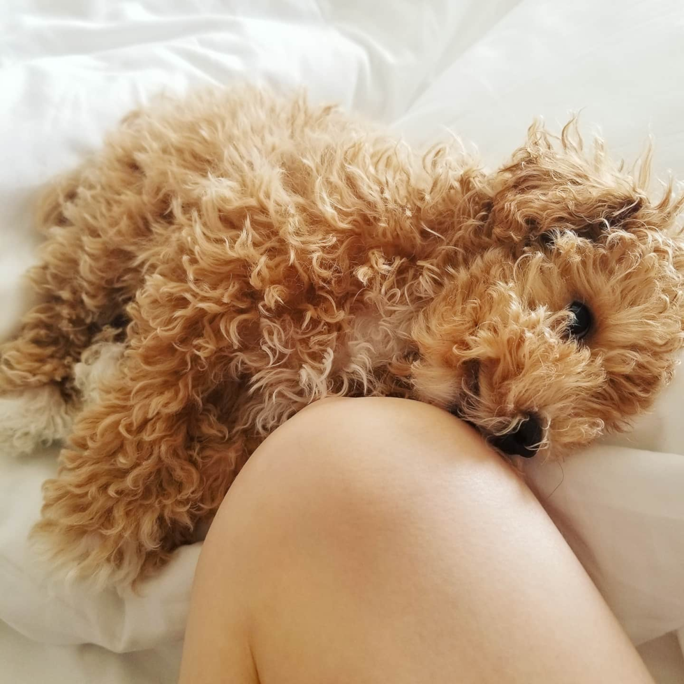 Small Maltipoo Pup