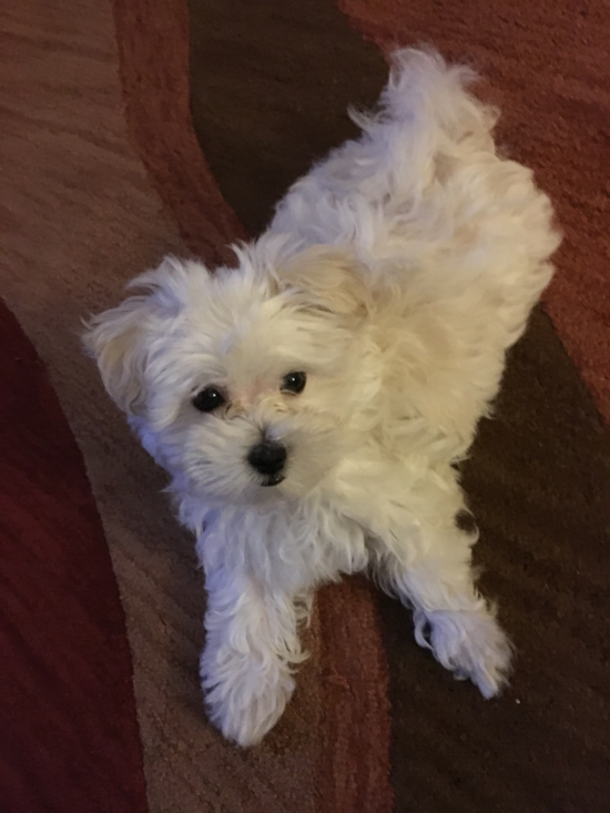 Little Maltese Purebred Pup