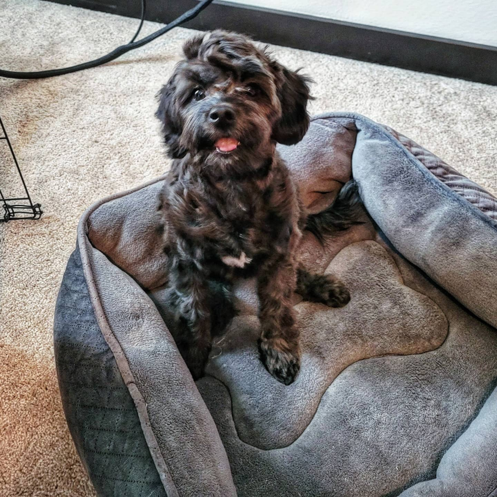 Sweet Cavapoo Pup in Milwaukie OR