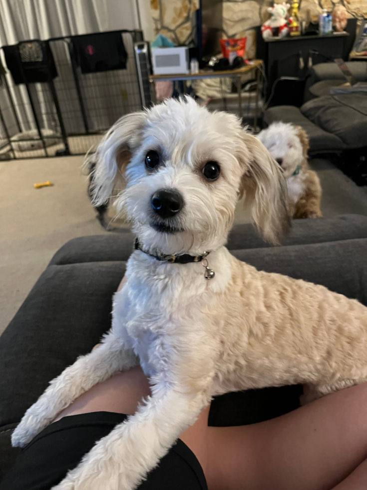 Cute Aussiechon Pup