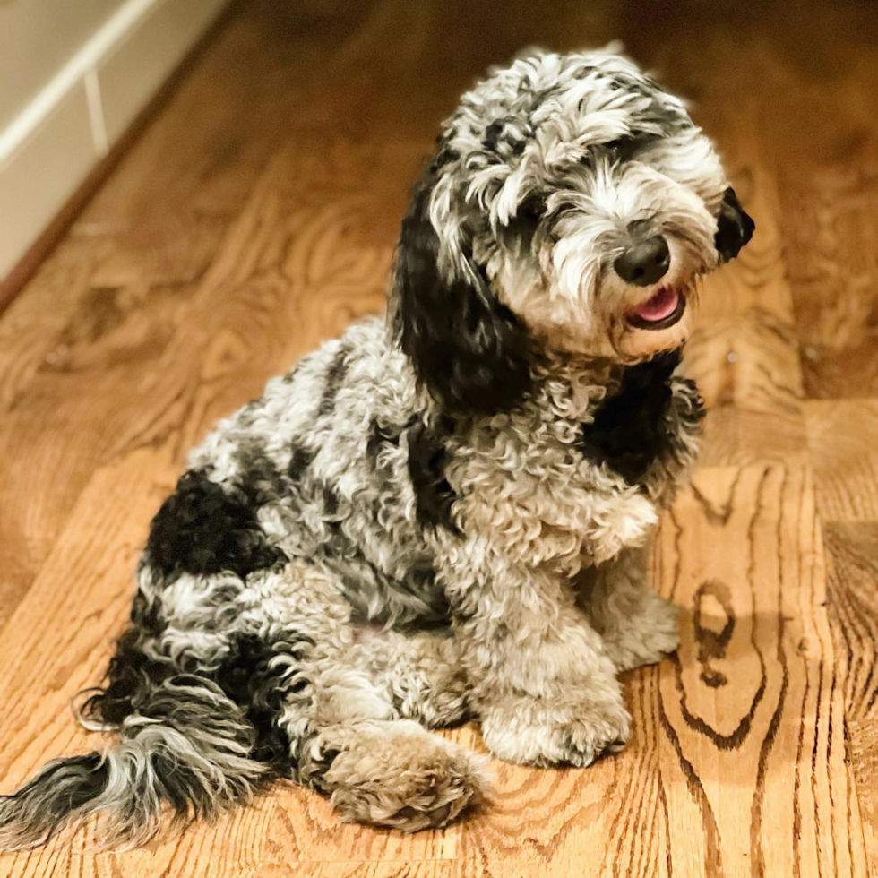 Louisville Mini Sheepadoodle Pup