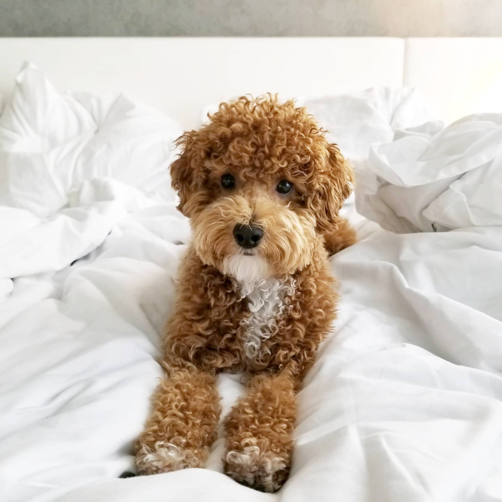 Adorable Maltese Poodle Poodle Mix Pup