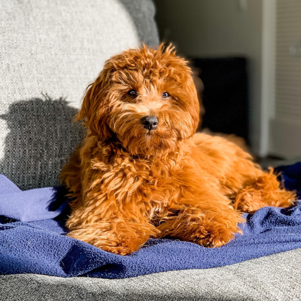 Small Cavapoo Pup