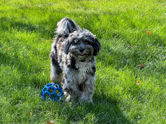 Mini Sheepadoodle