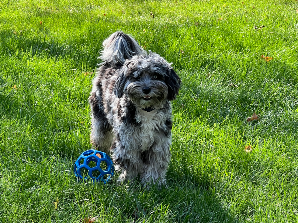 Mini Sheepadoodle Pup