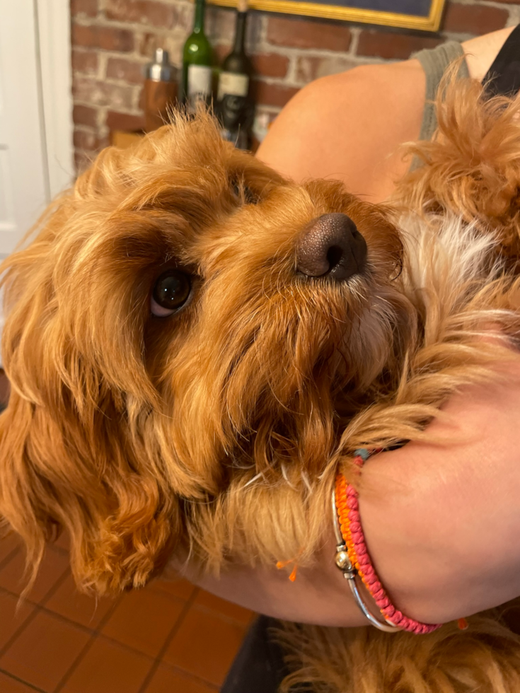 Cavapoo Pup