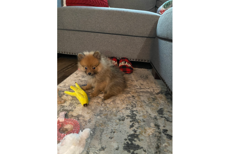 Pomeranian Pup Being Cute