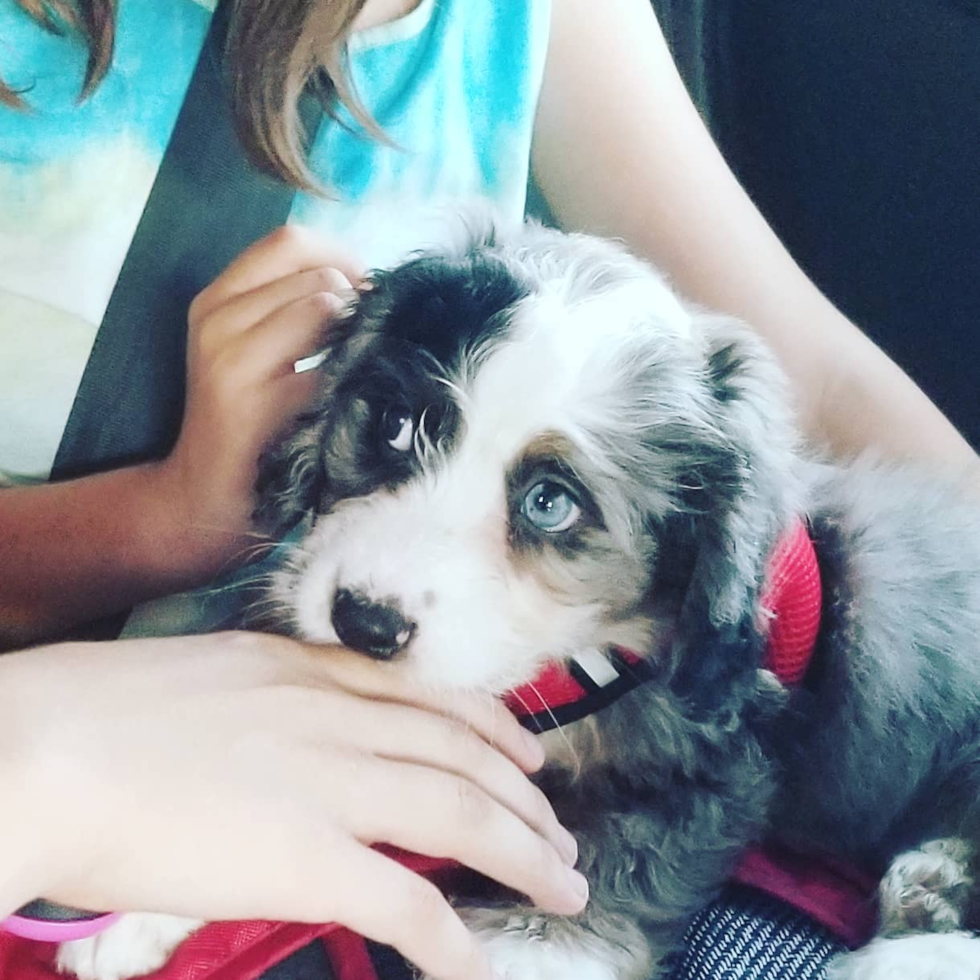 Cute Mini Bernedoodle Pup