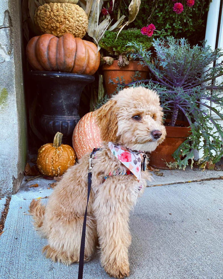 Poodle Being Cute