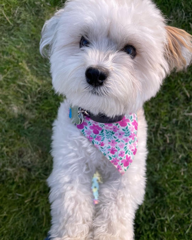 Petite Havanese Purebred Pup