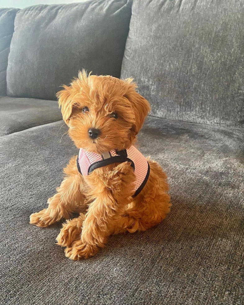 Happy Cavapoo Pup