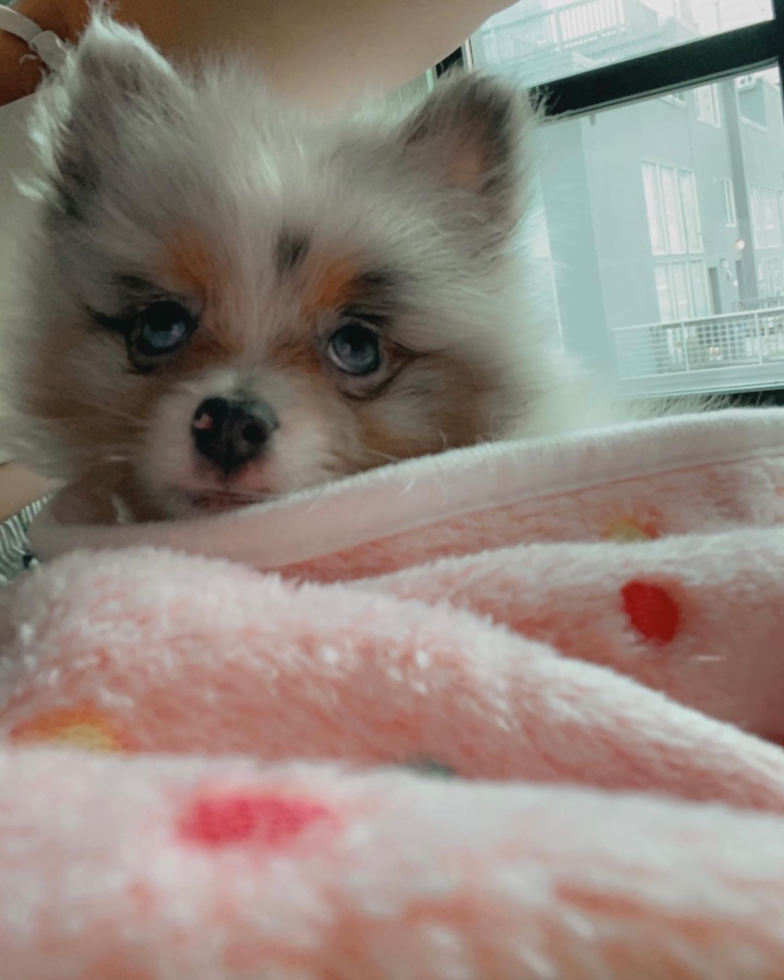 Small Pomeranian Pup