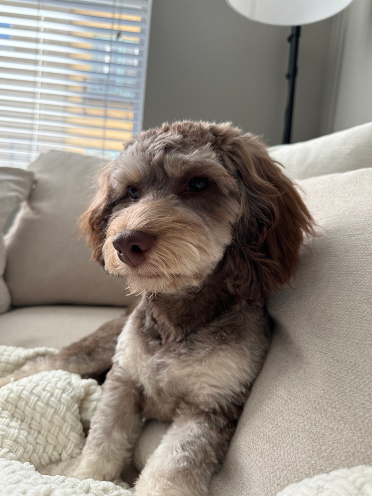 Smart Cockapoo Poodle Mix Pup