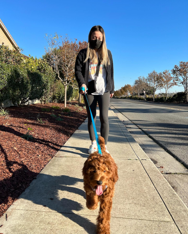 Small Mini Goldendoodle Pup